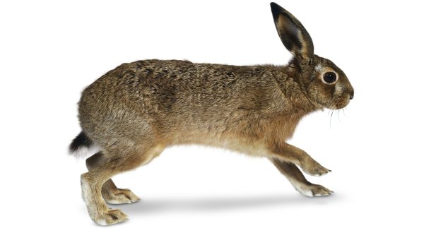 Заяц на белом фоне