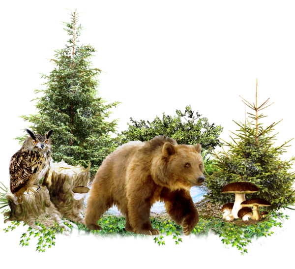 Медведь в лесу на белом фоне