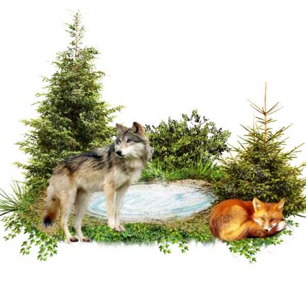 Лесные звери на прозрачном фоне