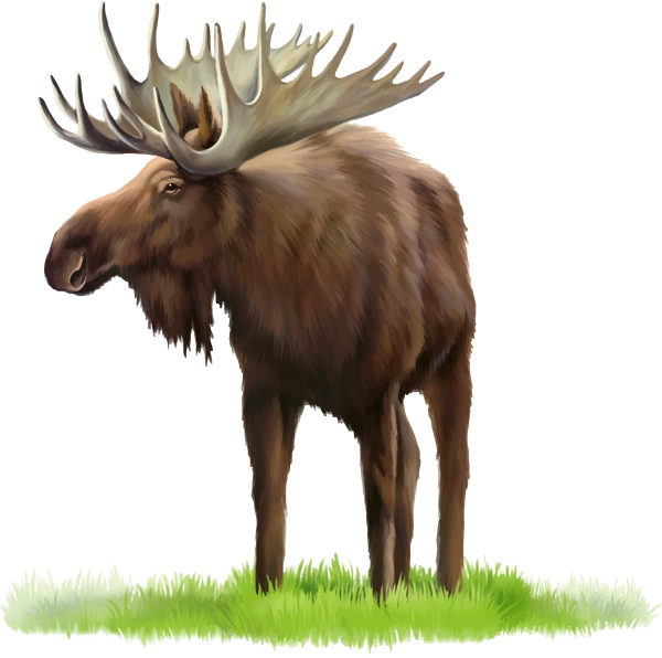 Лось на белом фоне