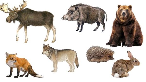 Дикие животные для дошкольников