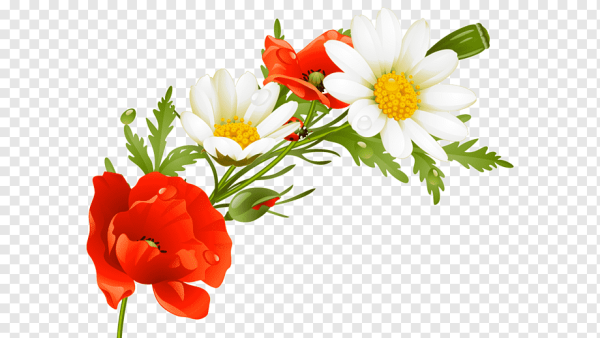 Июньские цветы на прозрачном фоне