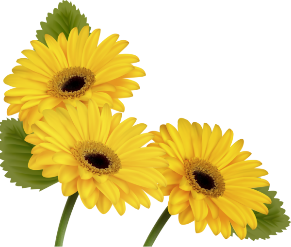 Летние цветы на белом фоне