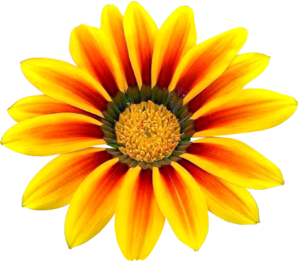 Цветы без фона