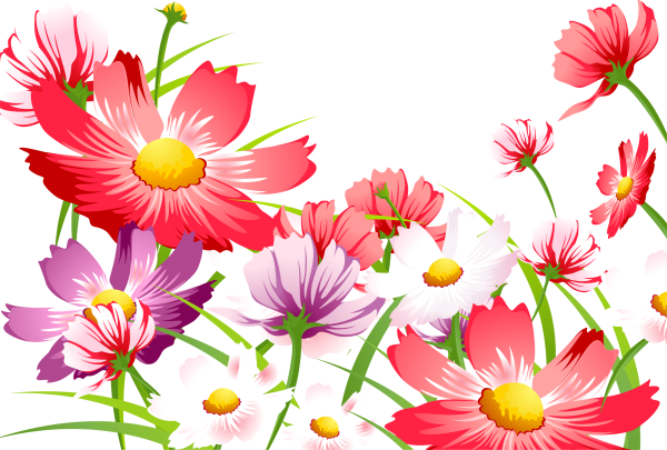 Летние цветы без фона