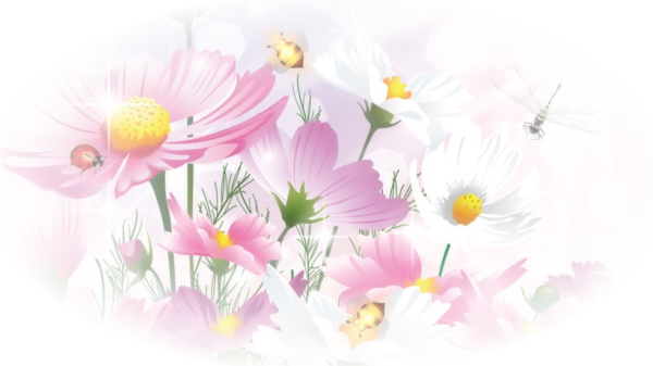 Летние цветы на прозрачном фоне