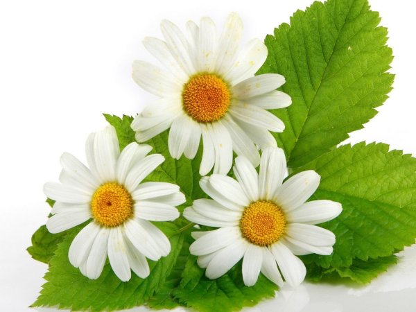 Мойчечак Гули