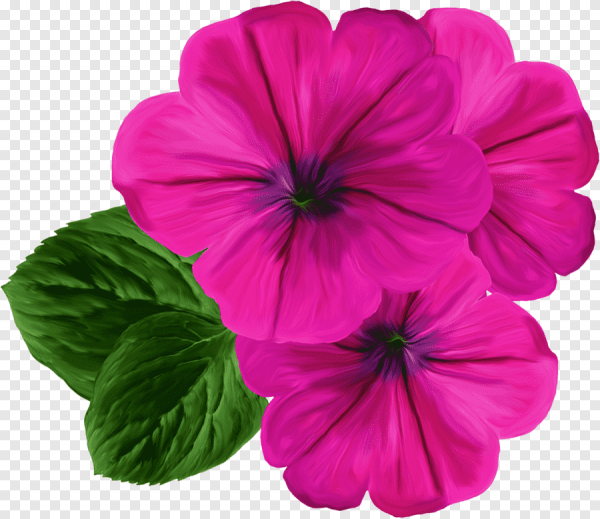 Петуния на белом фоне