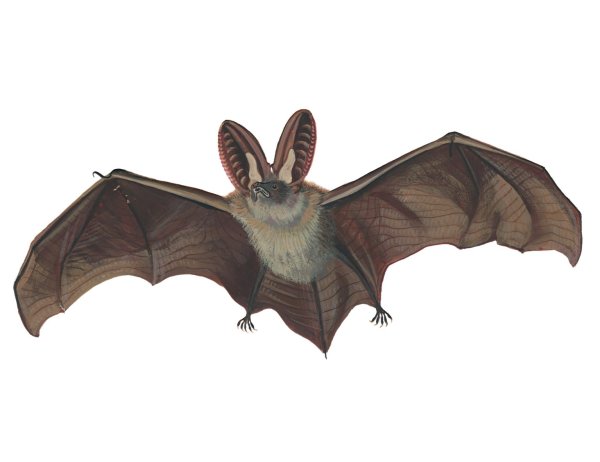 Ушан бурый на белом фоне