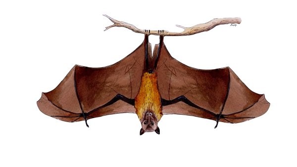 Гигантская вечерница