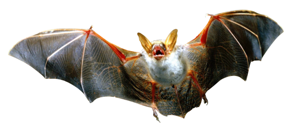 Летучая мышь без фона