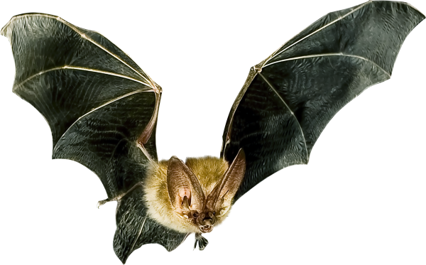 Летучлетучие мыши на белом фоне