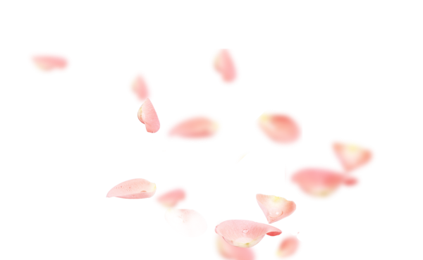 Лепесток Сакуры