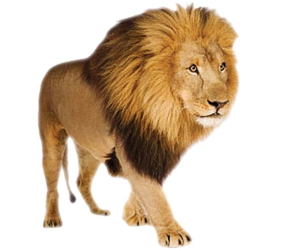 Лев на белом фоне