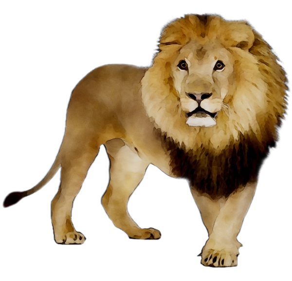 Лев на прозрачном фоне