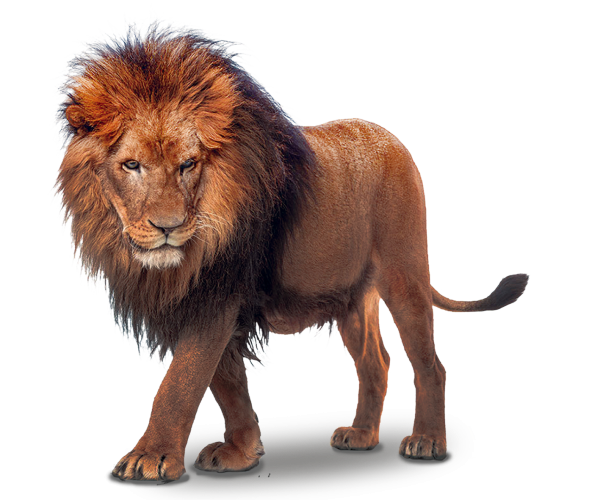 Лев на прозрачном фоне