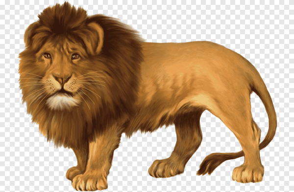 Лев на белом фоне