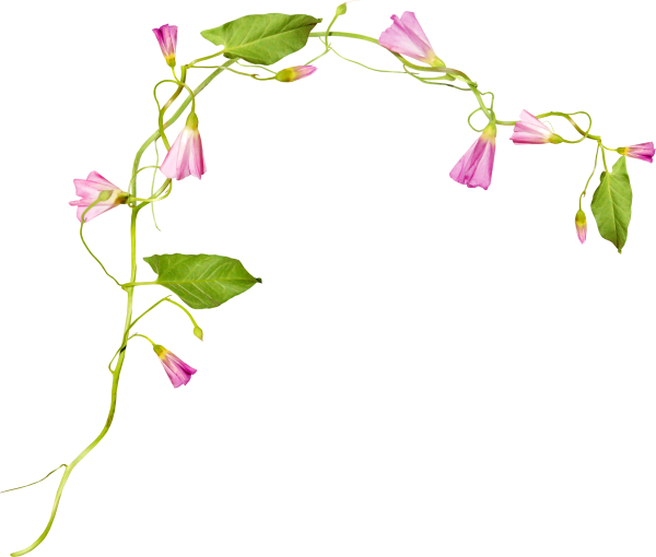 Лианы с цветами