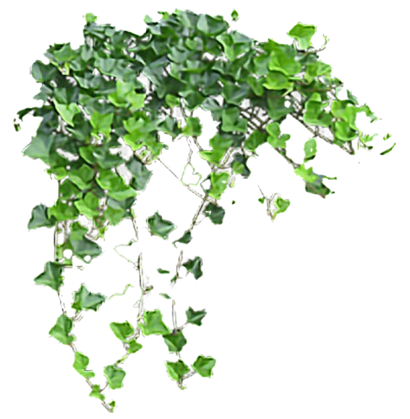 Плющ Спетчли