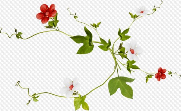 Плющ стебля Вьюнок