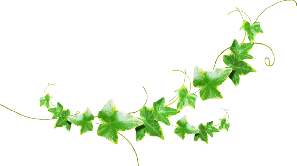 Лианы на белом фоне