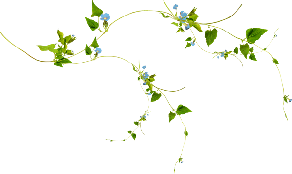 Вьющиеся цветы на прозрачном фоне