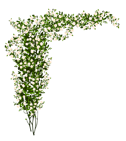 Растения без фона для фотошопа