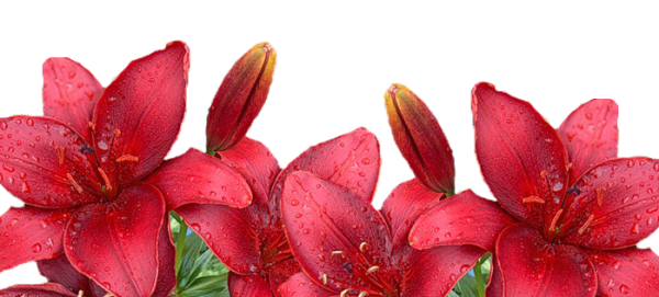 Лилия махровая Gyu