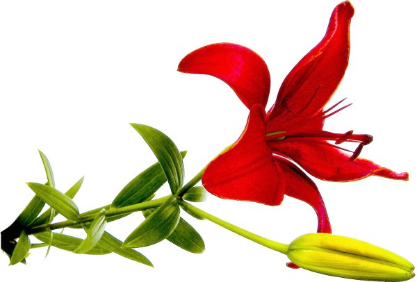 Красные лилии на белом фоне