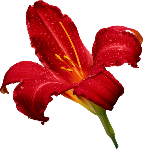 Красные цветы на прозрачном фоне