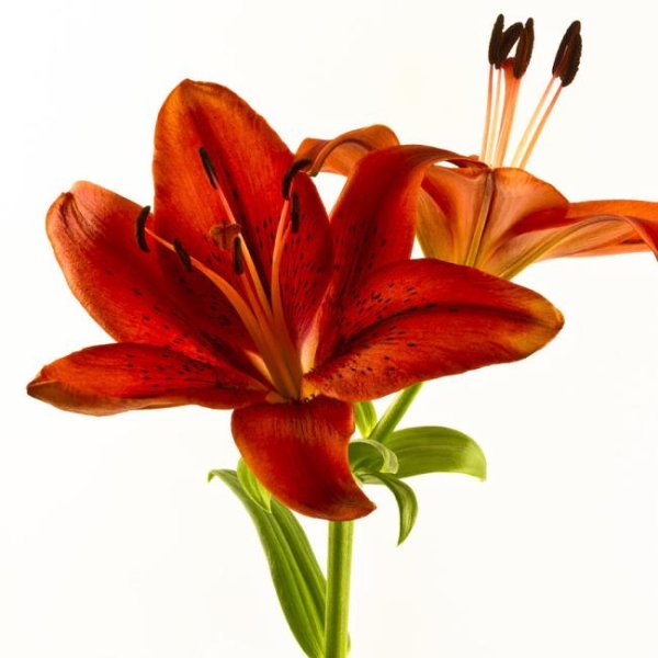 Цветок Лилия красная