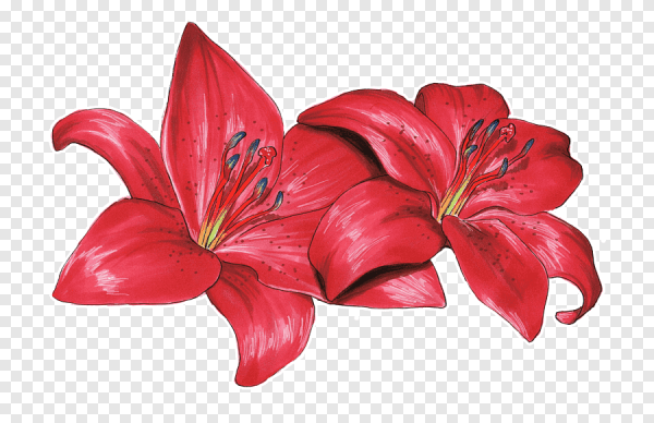 Лилии рисунок