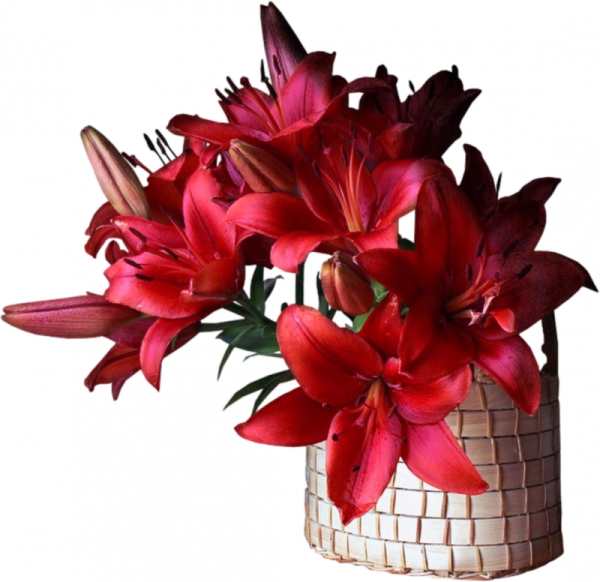Красные лилии букет