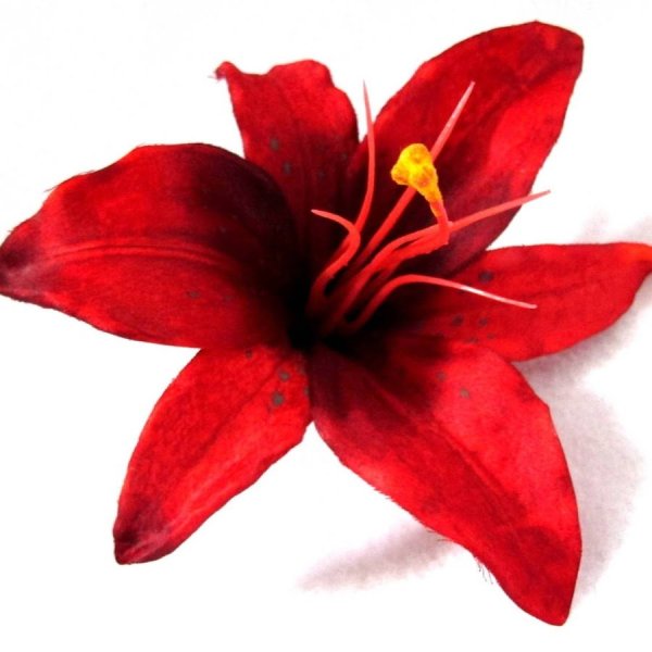 Лилия белая с красным