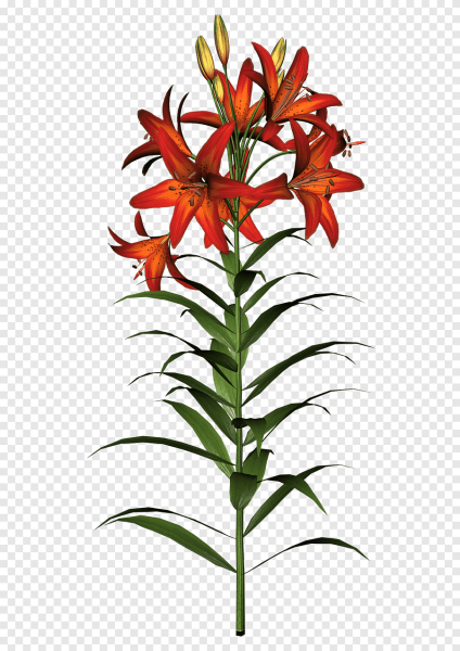 Тигровая Лилия горшечная