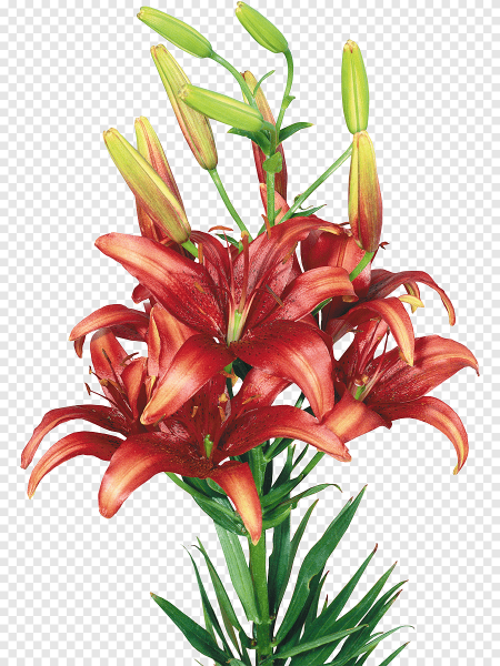 Лилии на прозрачном фоне