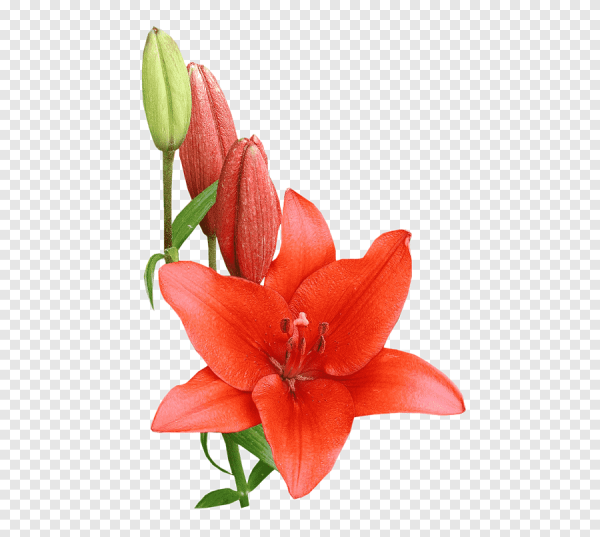 Сардаана сибэкки PNG