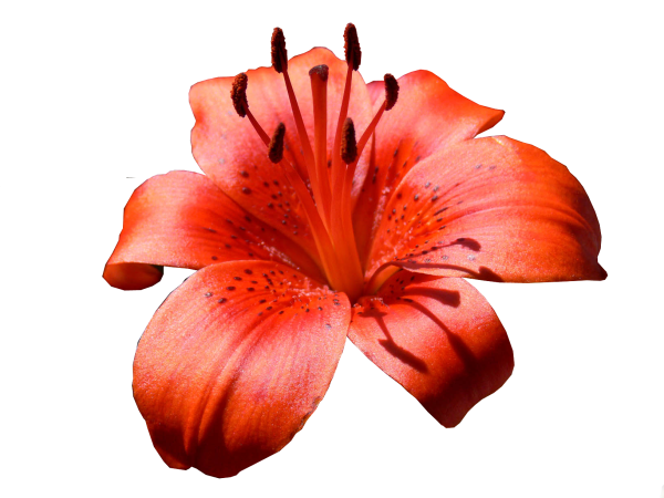 Красные лилии на белом фоне