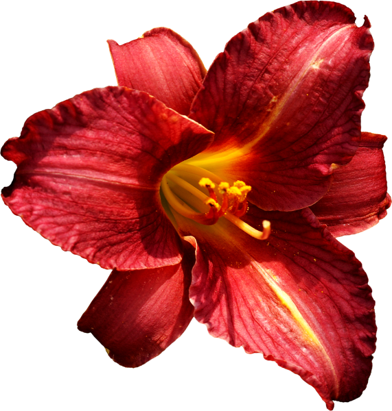 Красные лилии на прозрачном фоне