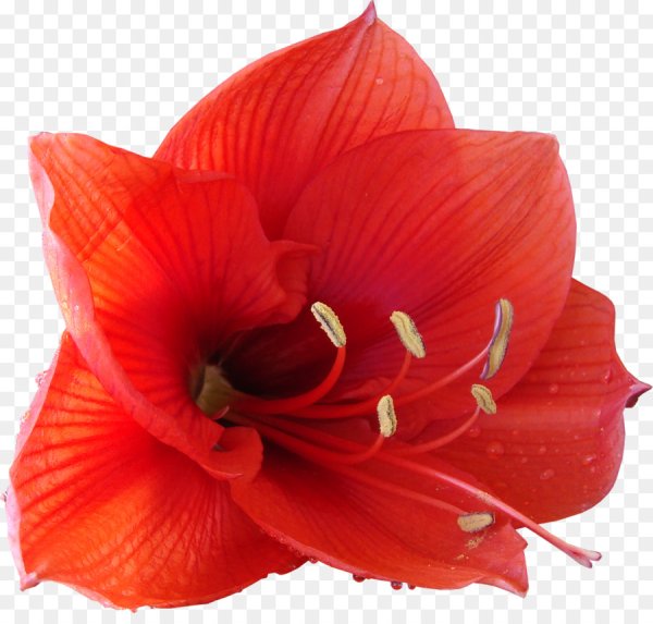 Экзотические цветы на белом фоне