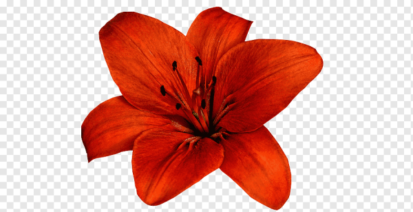 Красные лилии для фотошопа