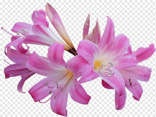 Пасхальная Лилия