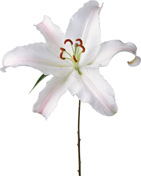 Уайт Бланш Лилия