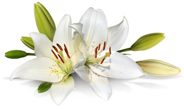 Цветок лилии на белом фоне