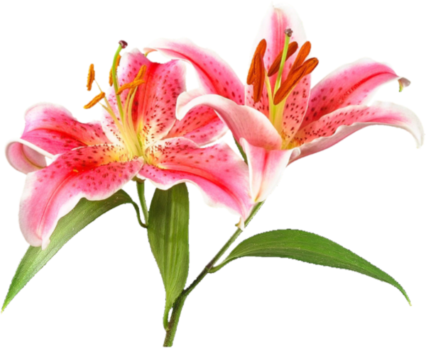 Лилия цветок на белом фоне