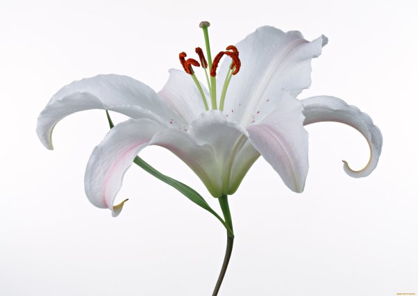 Лилии на белом фоне