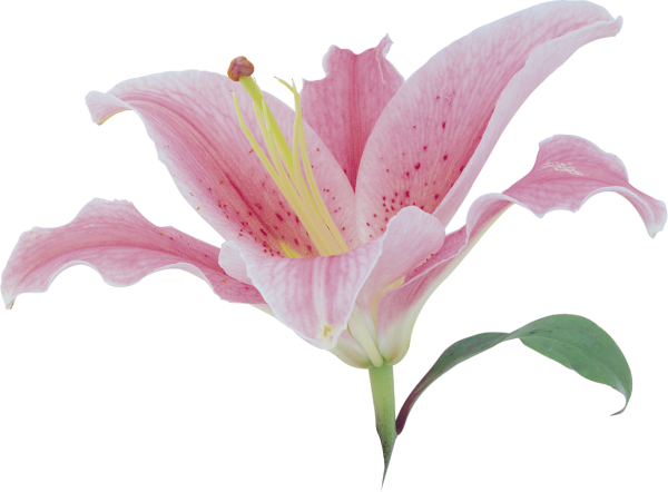 Лилии без фона