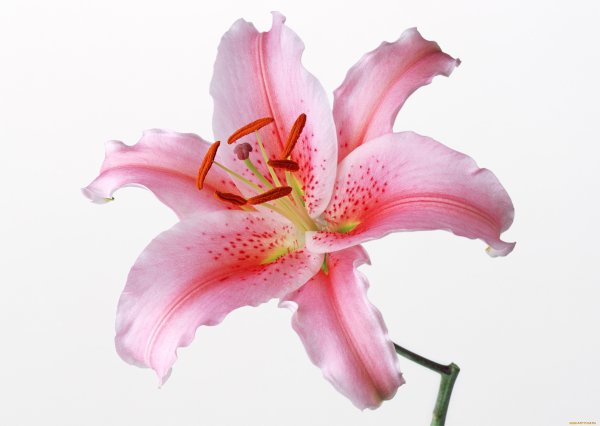 ЛФ розовая Лилия