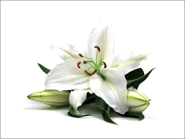 Белые лилии
