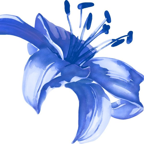 Лилии на синем фоне